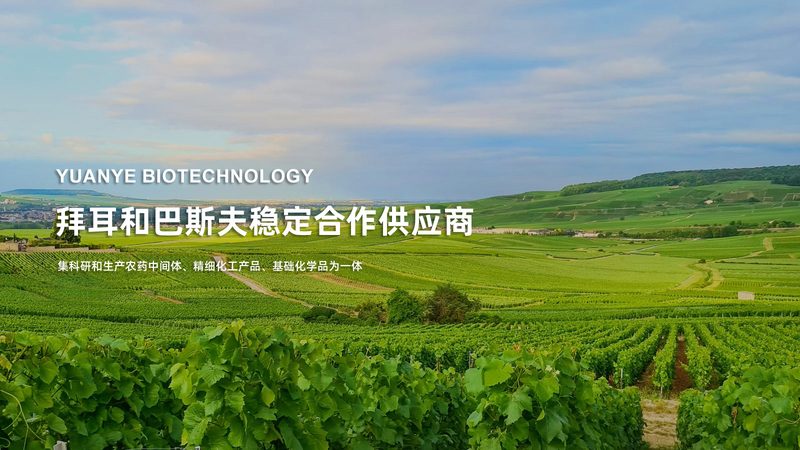 定制鼠抗人单克隆抗体：如何选择合适的合作伙伴？**