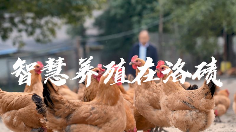细胞培养方案设计：从原理到实践的关键步骤**
