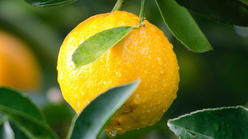 细胞培养中的隐形杀手：如何有效清除支原体污染？**